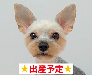 SMILE for your pet's smile!｜愛知県 名古屋市のペットのプロショップ｜